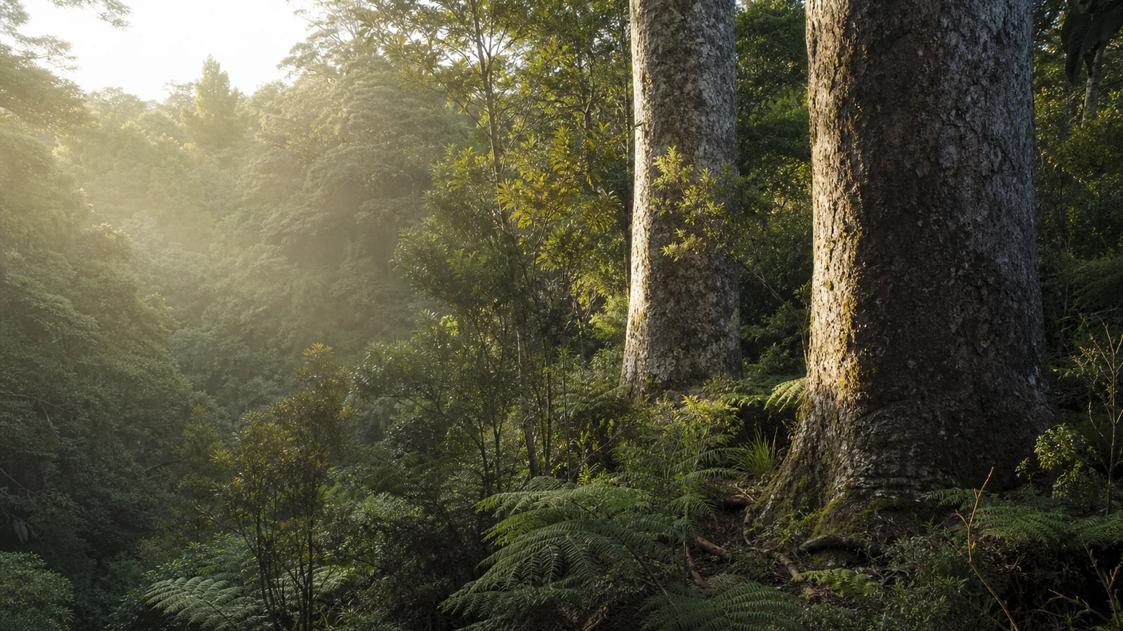 Kauri Dieback in West Auckland