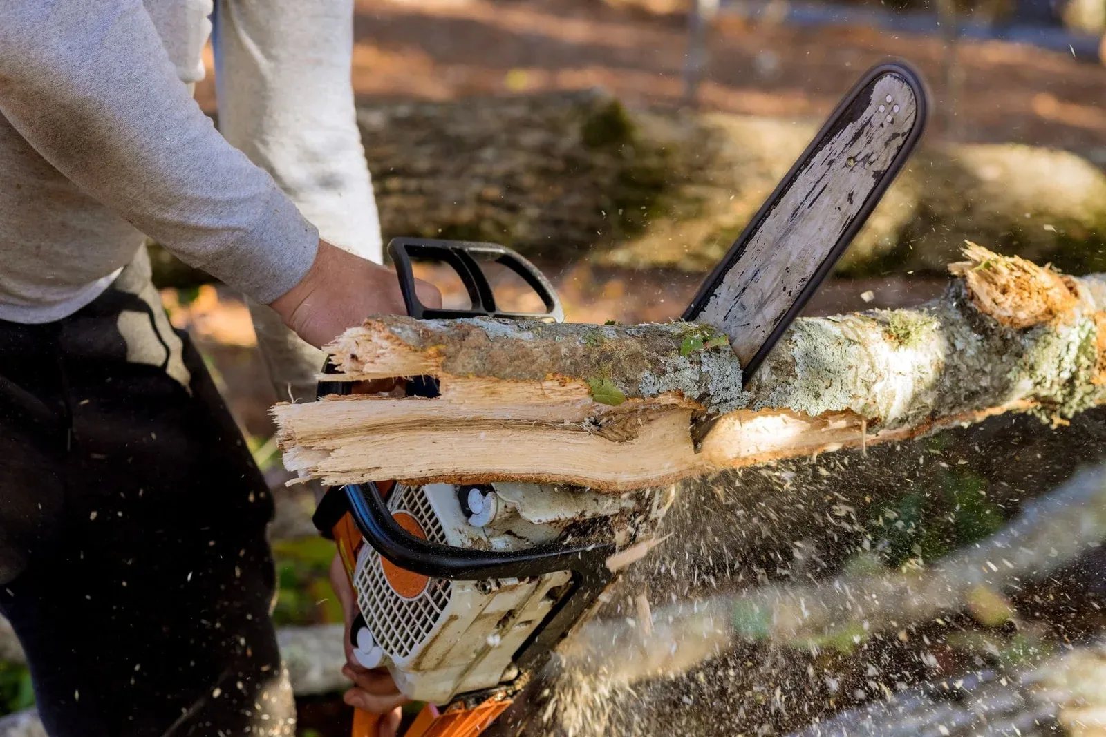 Tree Cutting in West Auckland