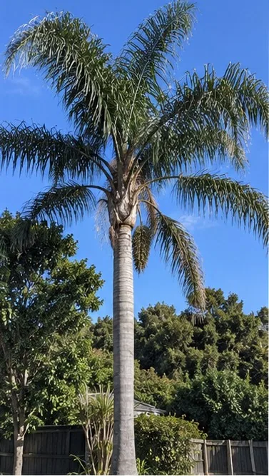 Bangalow (King) Palm
