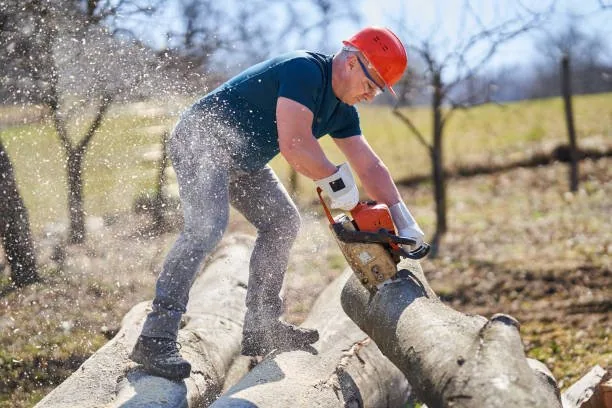 best west auckland tree arborist
