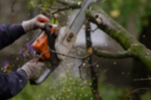 Qualified arborist trimming branches from a tree in West Auckland