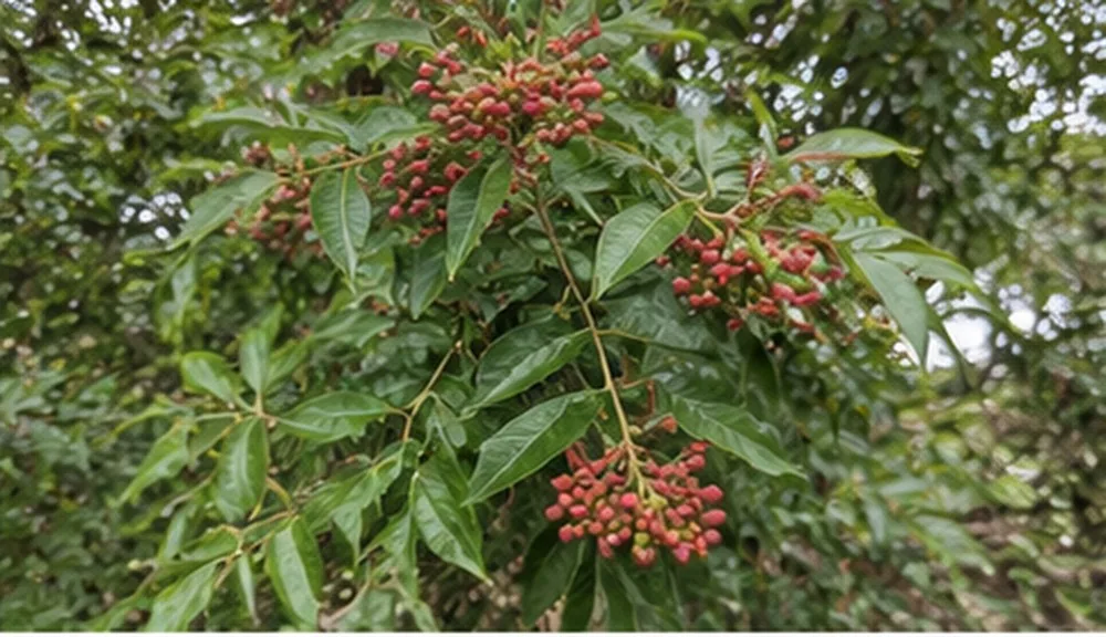 Brazilian Pepper Tree (Schinus terebinthifolius)