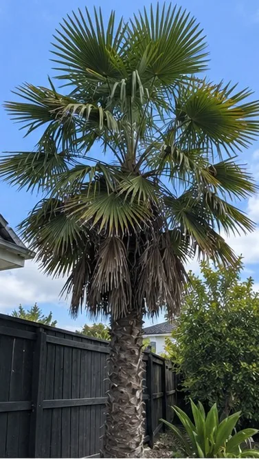 Chinese Windmill (Fan/Chusan) Palm