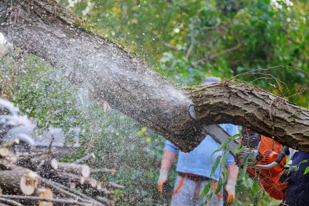 Emergency Tree Care And Maintenance in West Auckland