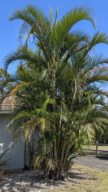 Kentia Palm