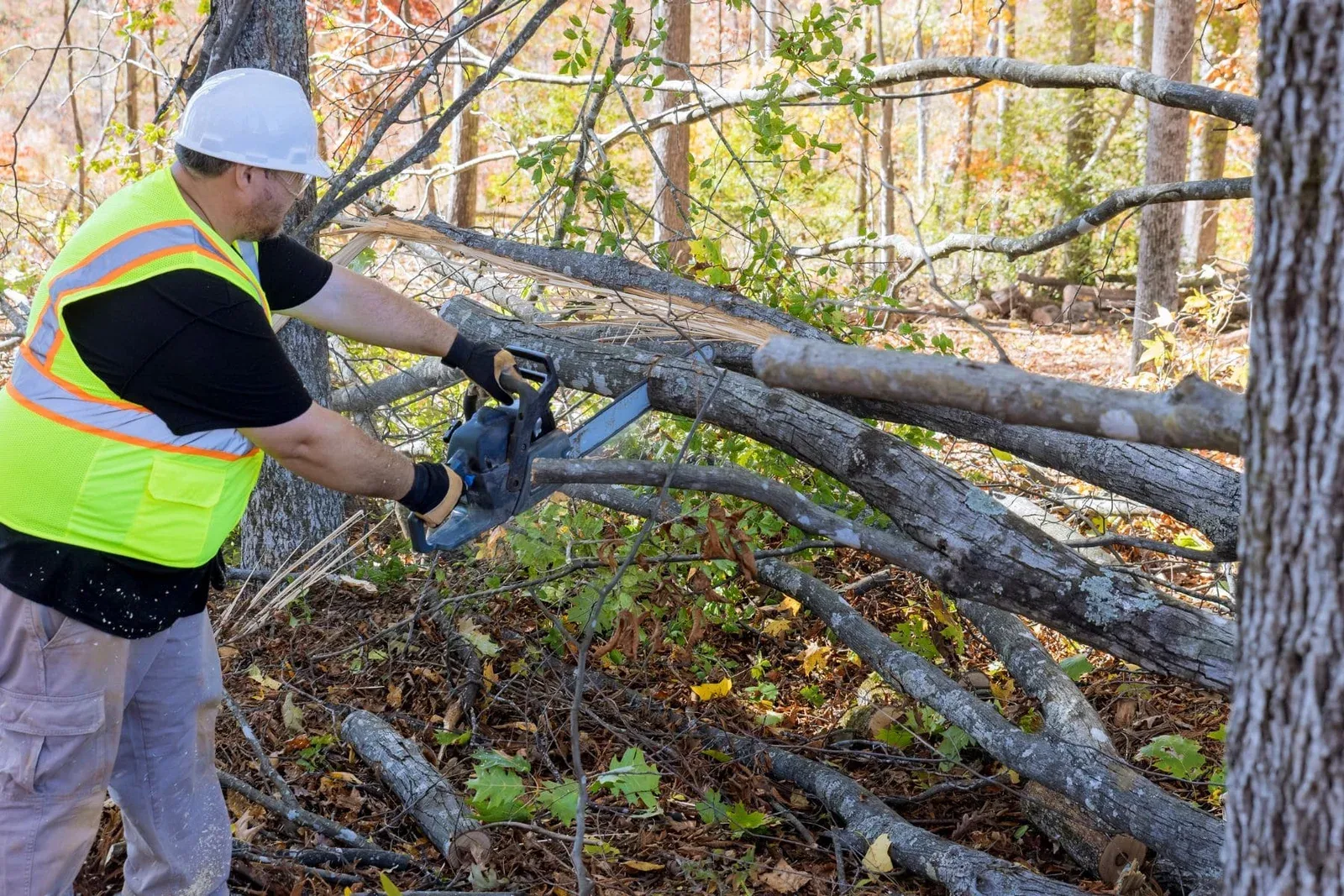 Professional arborist working among mature trees