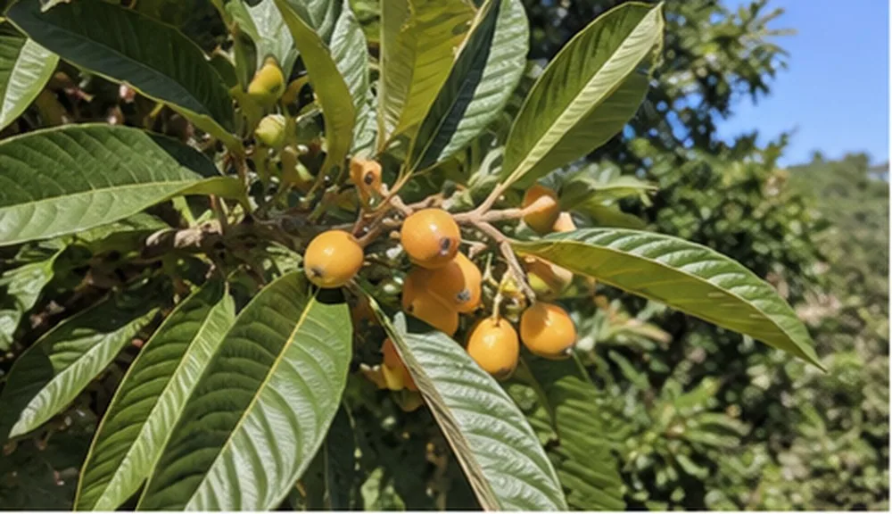 Loquat (Eriobotrya japonica)