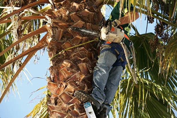 Arborist felling a tall palm on a West Auckland residential property