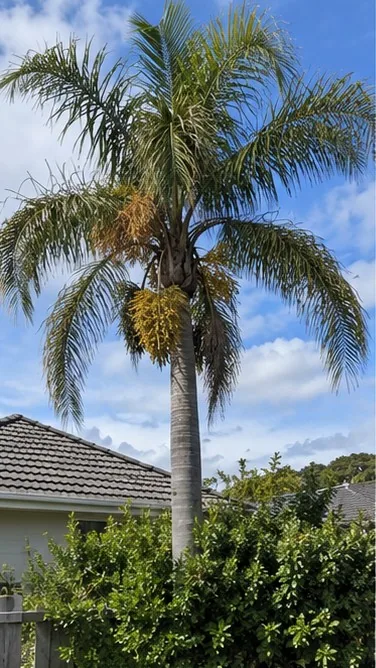 Queen (Cocos) Palm