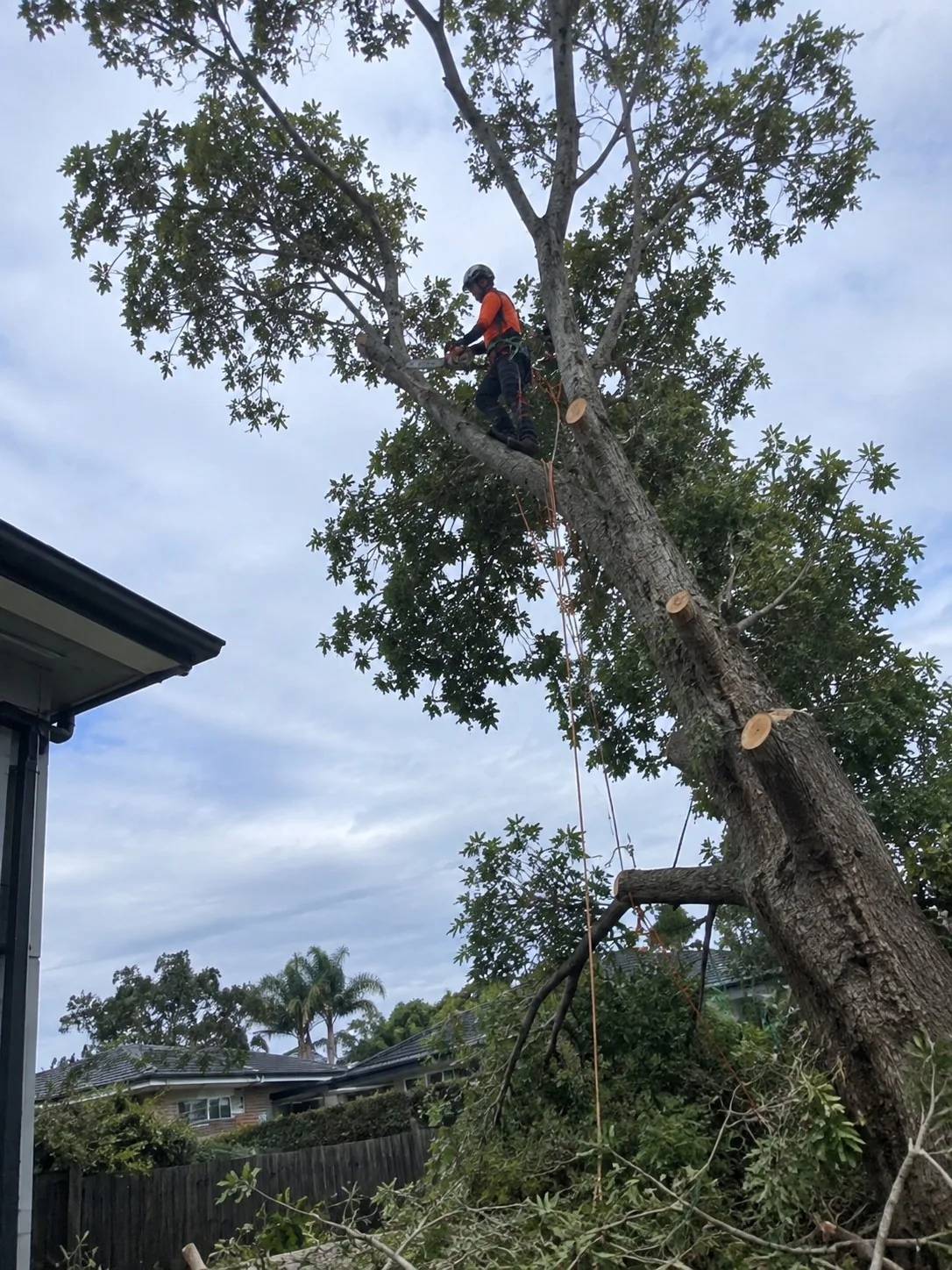 West Auckland arborist setting a climbing line before a tree removal