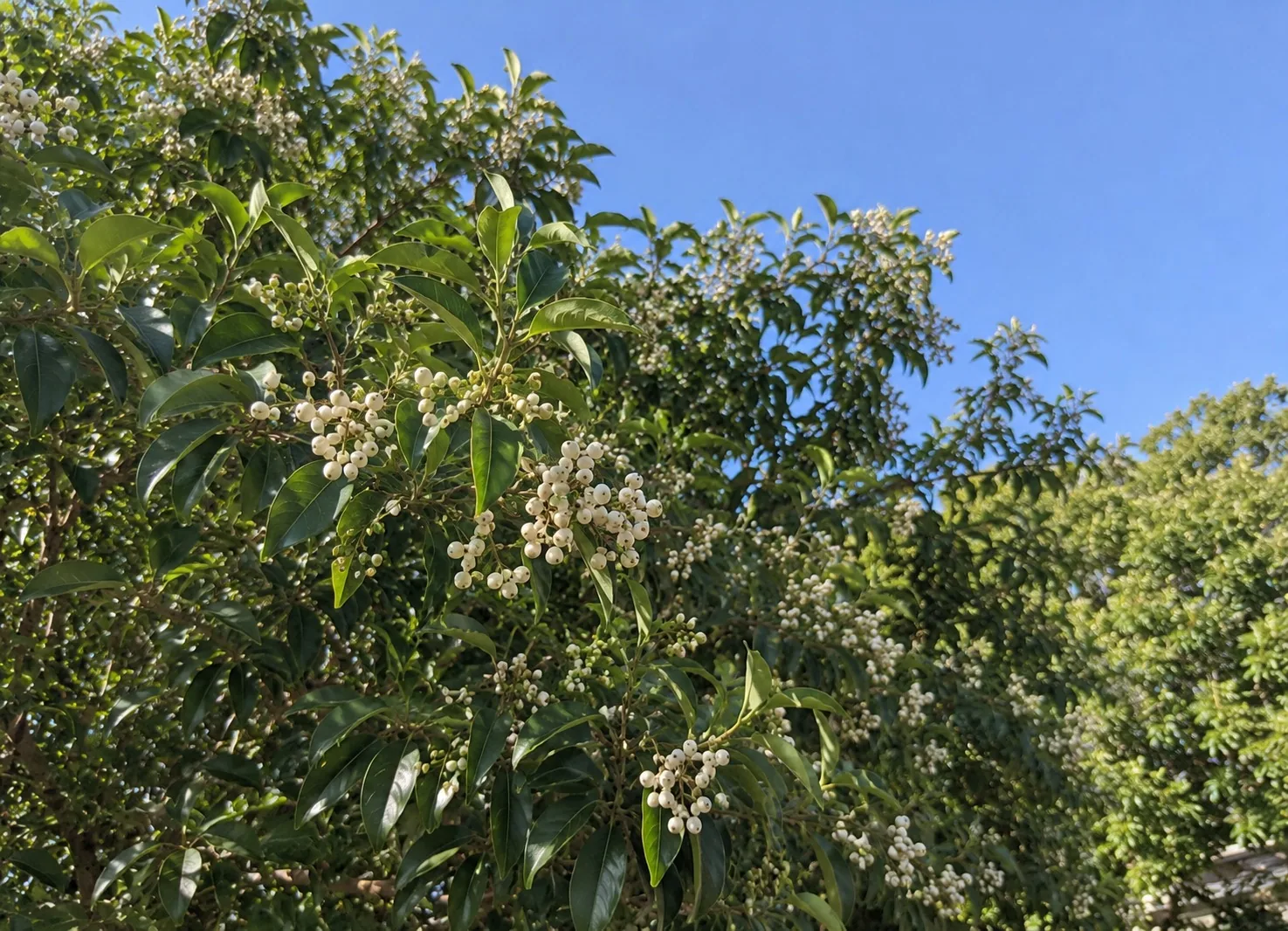 Tree Privet (Ligustrum lucidum)