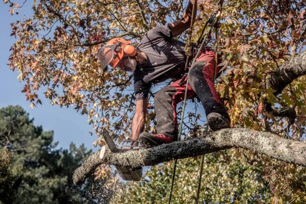 Tree Removal in West Auckland