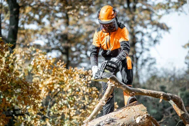 New Lynn arborist service in West Auckland