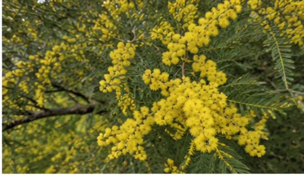 Wattle (Acacia spp. / Paraserianthes lophantha)