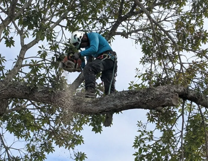 West Auckland Arborist crew and truck on a residential tree removal job
