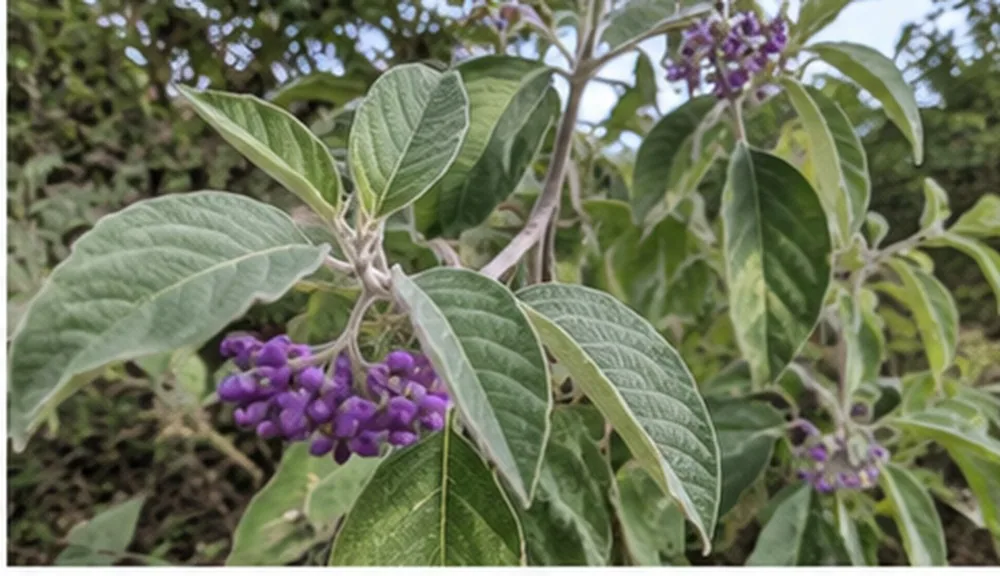 Woolly Nightshade (Solanum mauritianum)