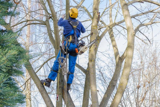 big tree removal in west auckland