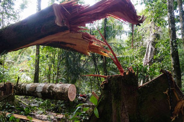 emergency tree removal in northshore