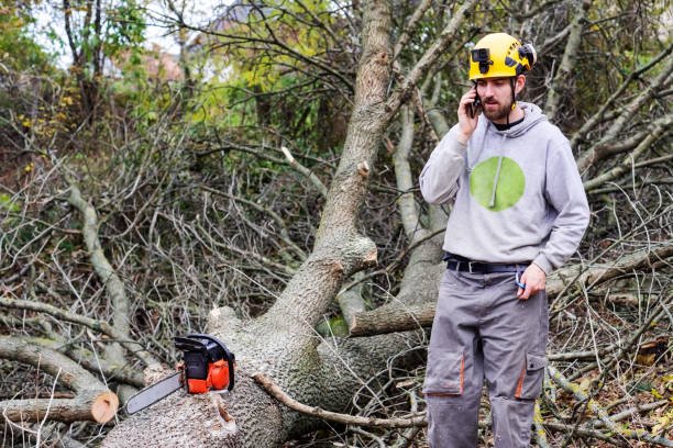 tree removal professional west aucklanda