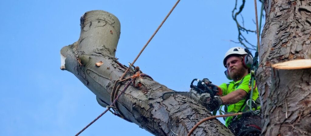Fast Summer Growth: When to Prune Trees in December