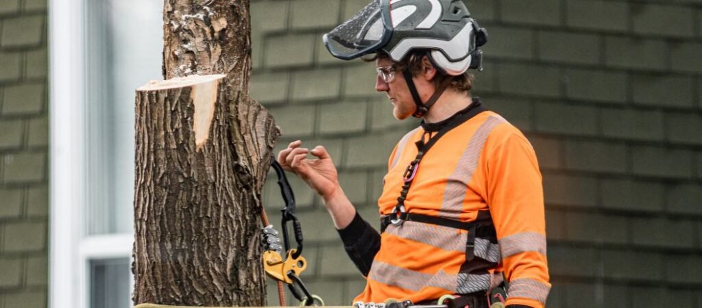 Why December Is the Best Time to Care for Your Trees
